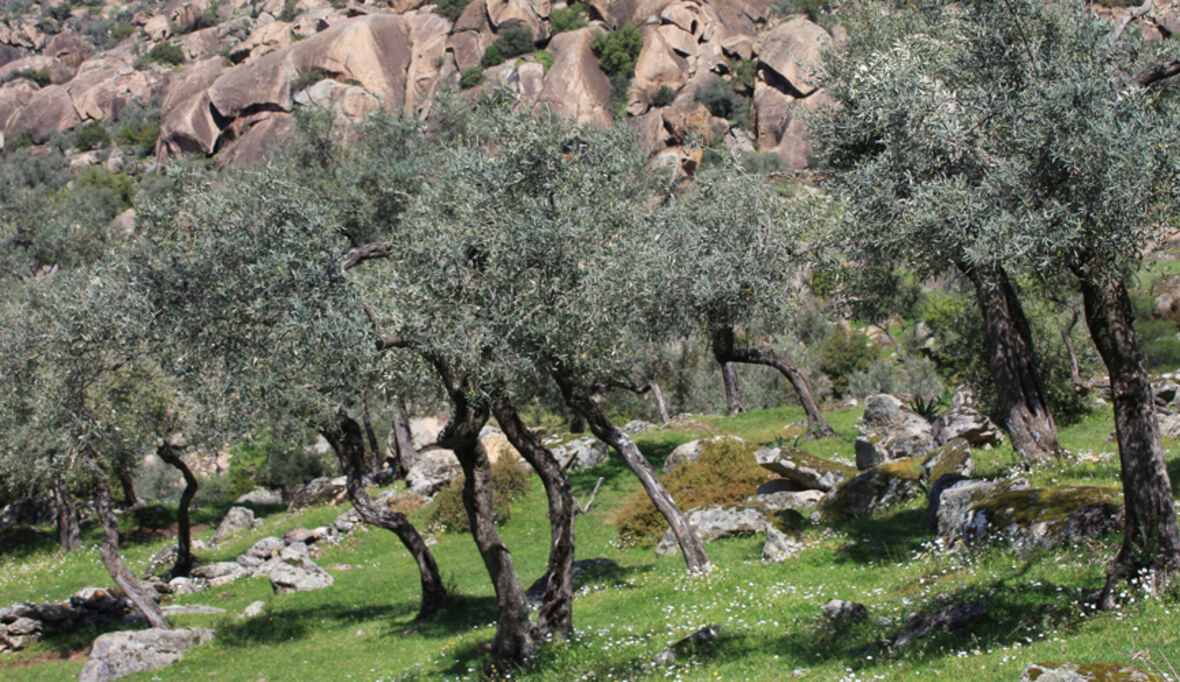 Olivenöl-Schummel: Ungereimtheiten bei Qualität und Herkunft