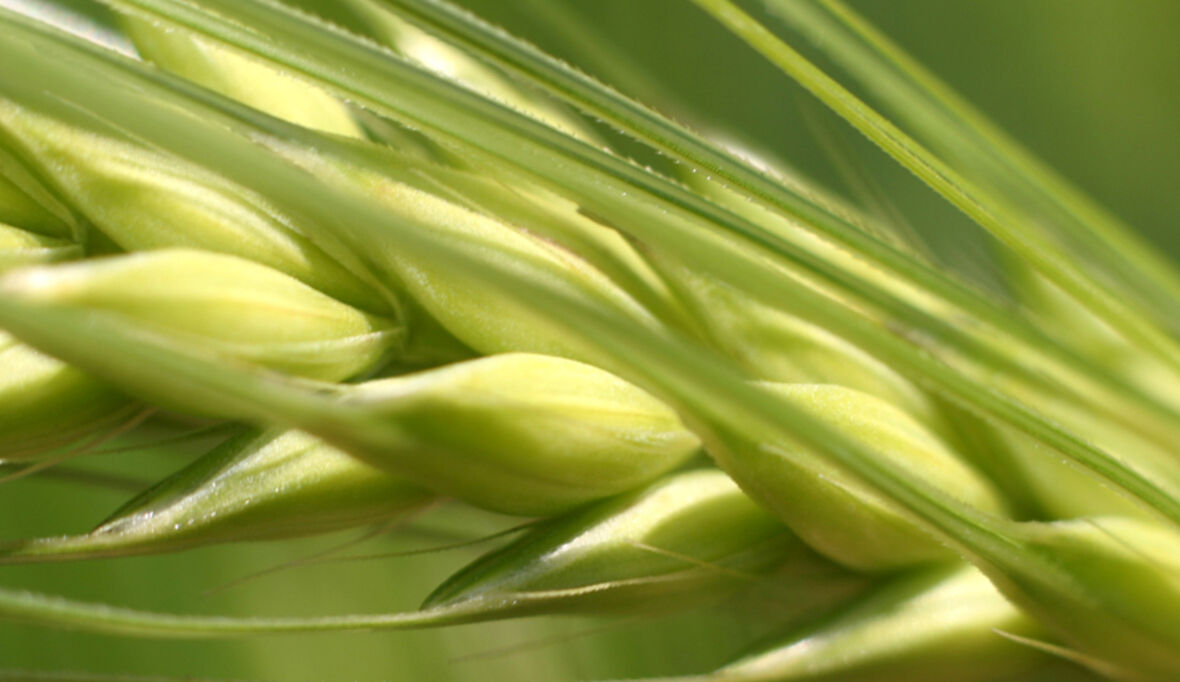 Ernährung unter Druck: FAO-Konferenz in Duschanbe fordert mehr Geld und mehr Zusammenarbeit