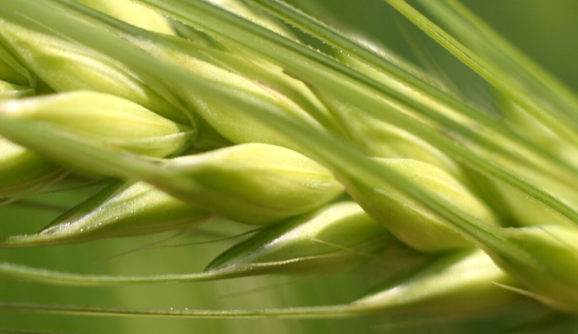 Nachhaltige Landwirtschaft schnell entwickeln