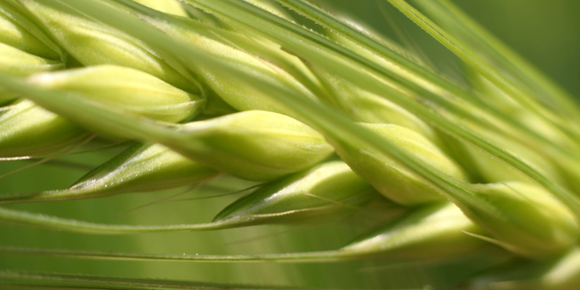 Mehr Durchblick dank Einkorn, Emmer und Dinkel