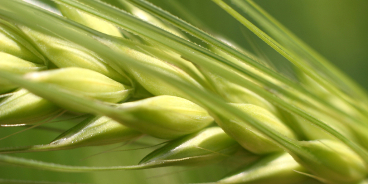 Ernährung unter Druck: FAO-Konferenz in Duschanbe fordert mehr Geld und mehr Zusammenarbeit