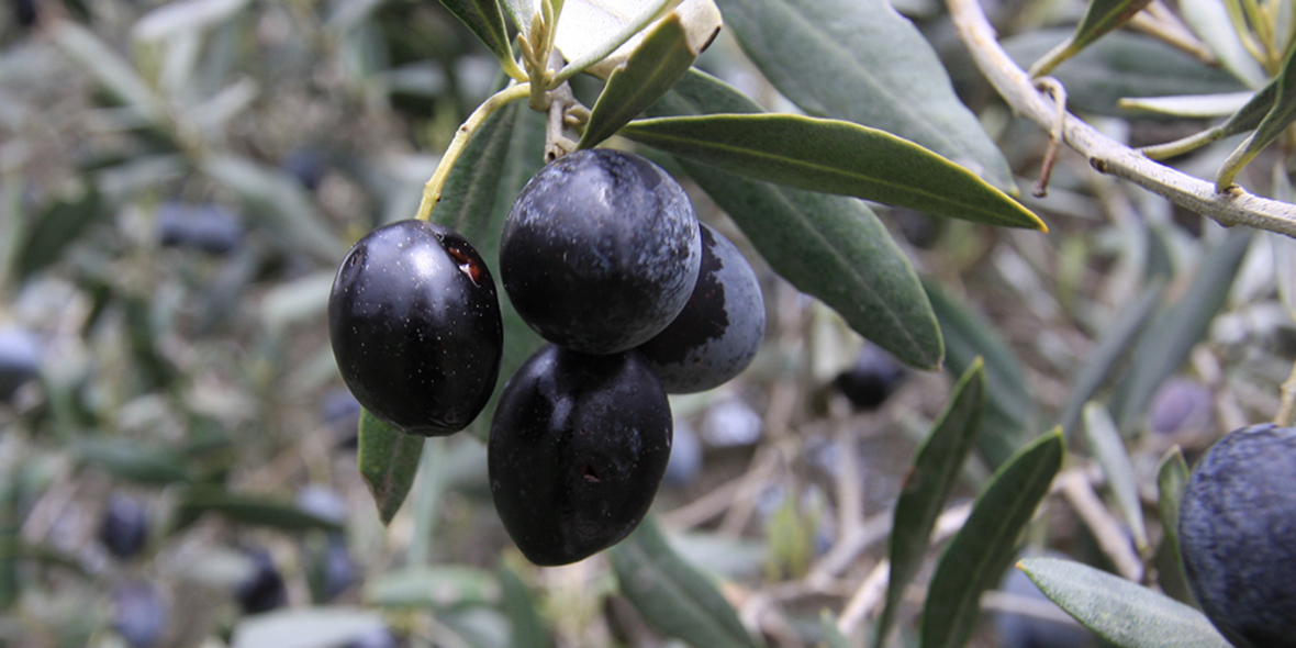 Gängige Speiseöle sind nur selten belastet