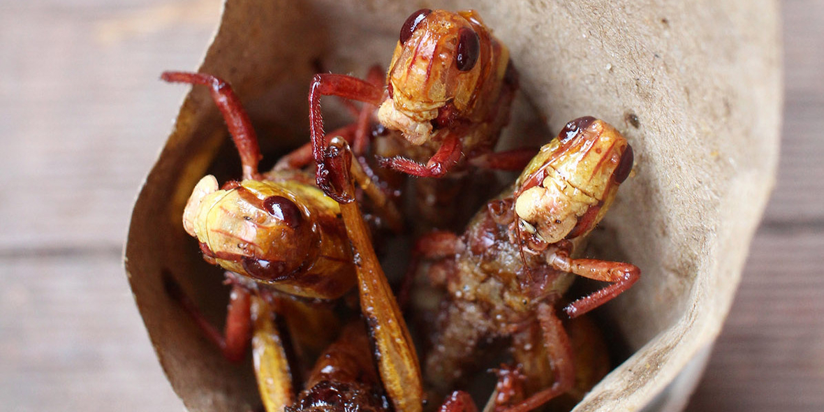 Klare Regeln für Insekten als Lebensmittel