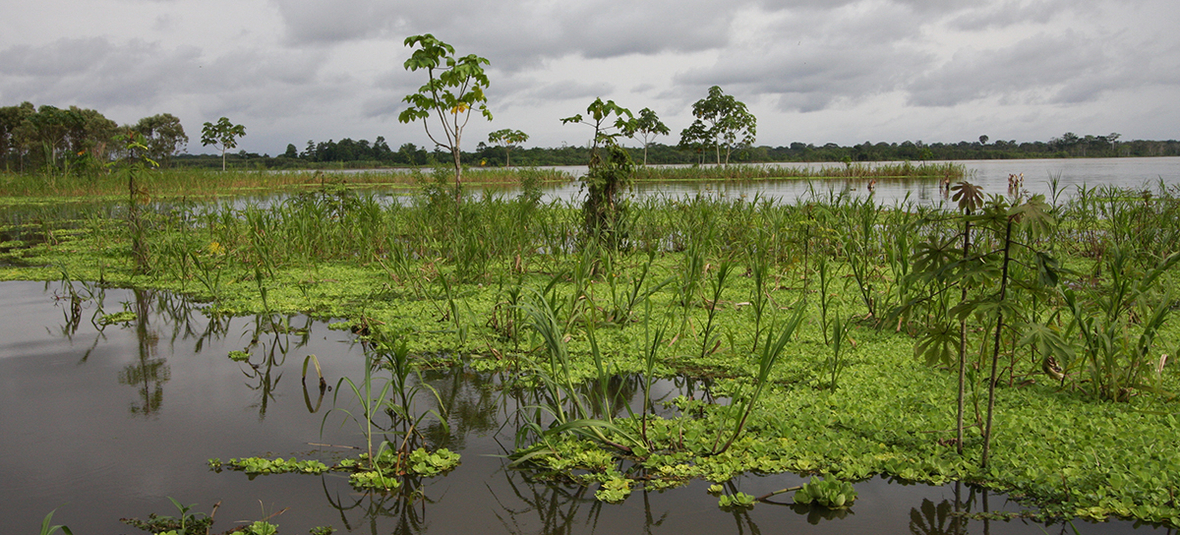 Der Amazonas in Peru