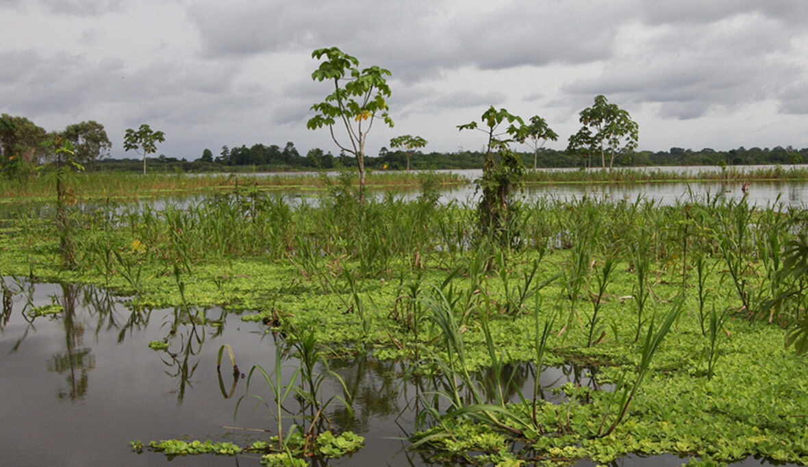 Katholische Investoren fordern Schutz des Amazonas