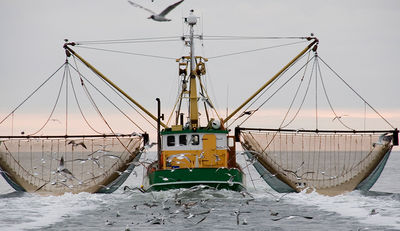 Kein Fisch Meer: Digitalisierung gegen Überfischung