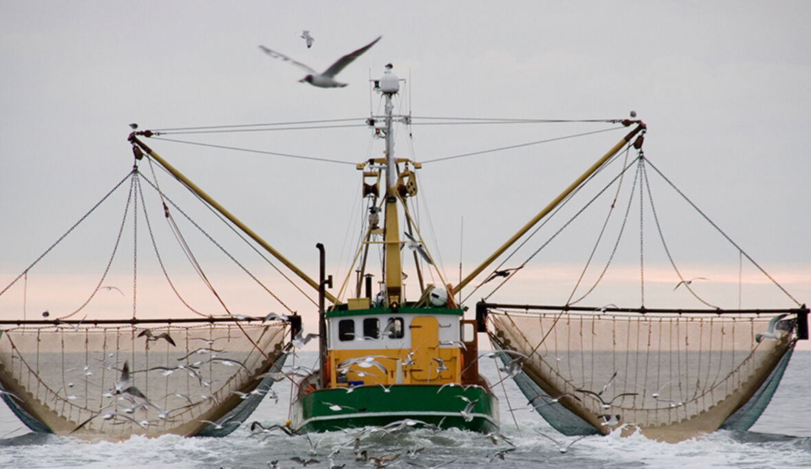 Hamburger Stiftung für Wirtschaftsethik veröffentlicht Risikoanalyse zur Fischerei