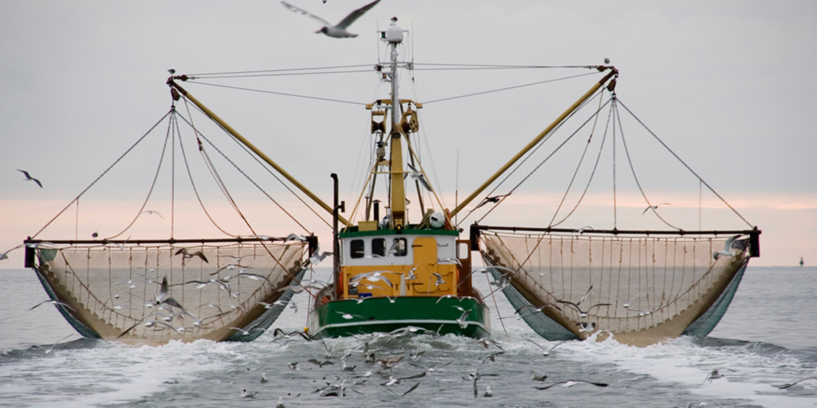Kein Fisch Meer: Digitalisierung gegen Überfischung