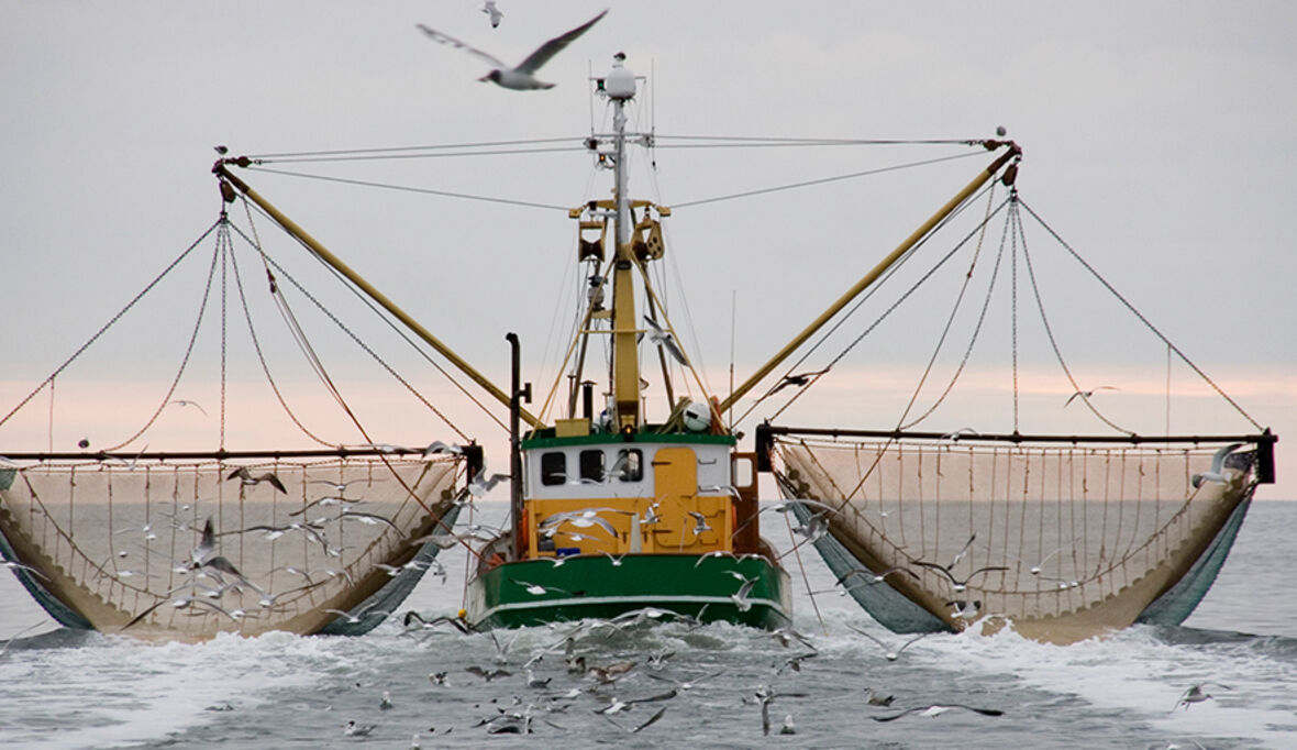Thunfischfang am stärksten durch den Klimawandel bedroht