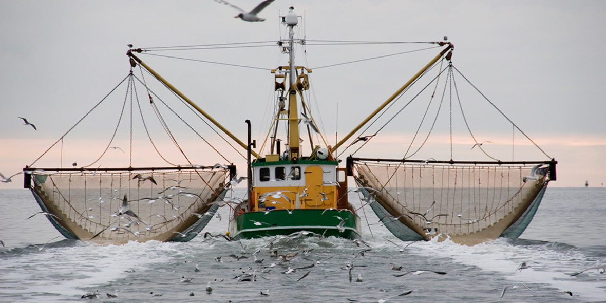 Ostsee wird weiterhin überfischt 