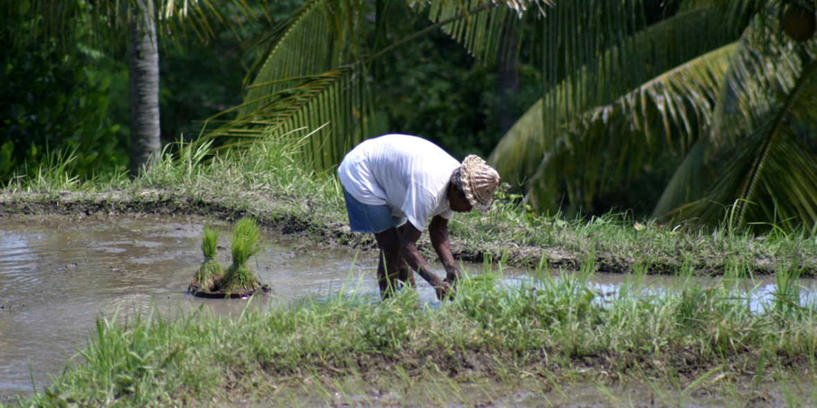 Klimawandel vergiftet Reis