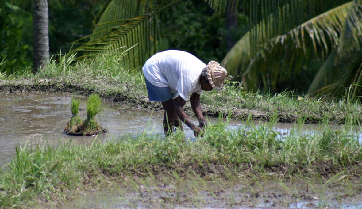Rewe erntet "Shitstorm" für mineralölbelasteten Reis