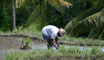 Wie können Asiens Kleinbauern sowohl den Klimawandel als auch Covid-19 überstehen?