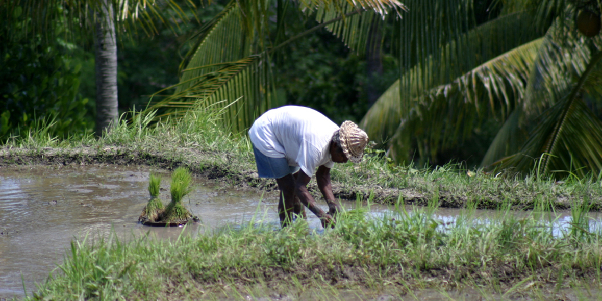 Indonesien: Klimakrise zerstört Reis und Kaffee