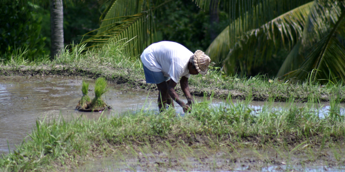 Rewe erntet "Shitstorm" für mineralölbelasteten Reis