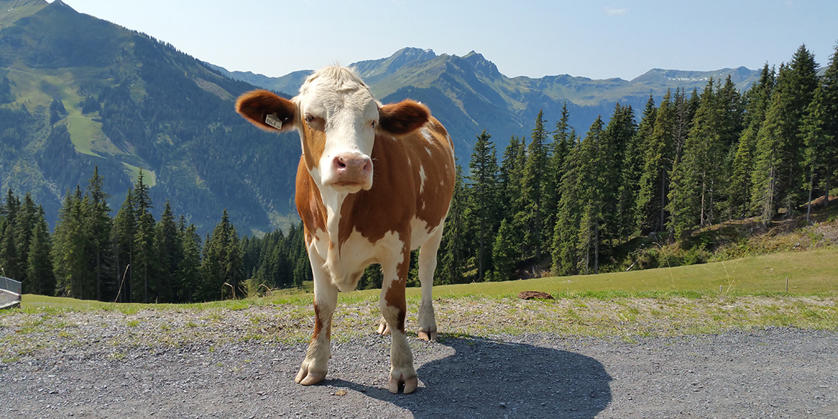 Bio und von der Weide: Milch mit Umweltvorteil