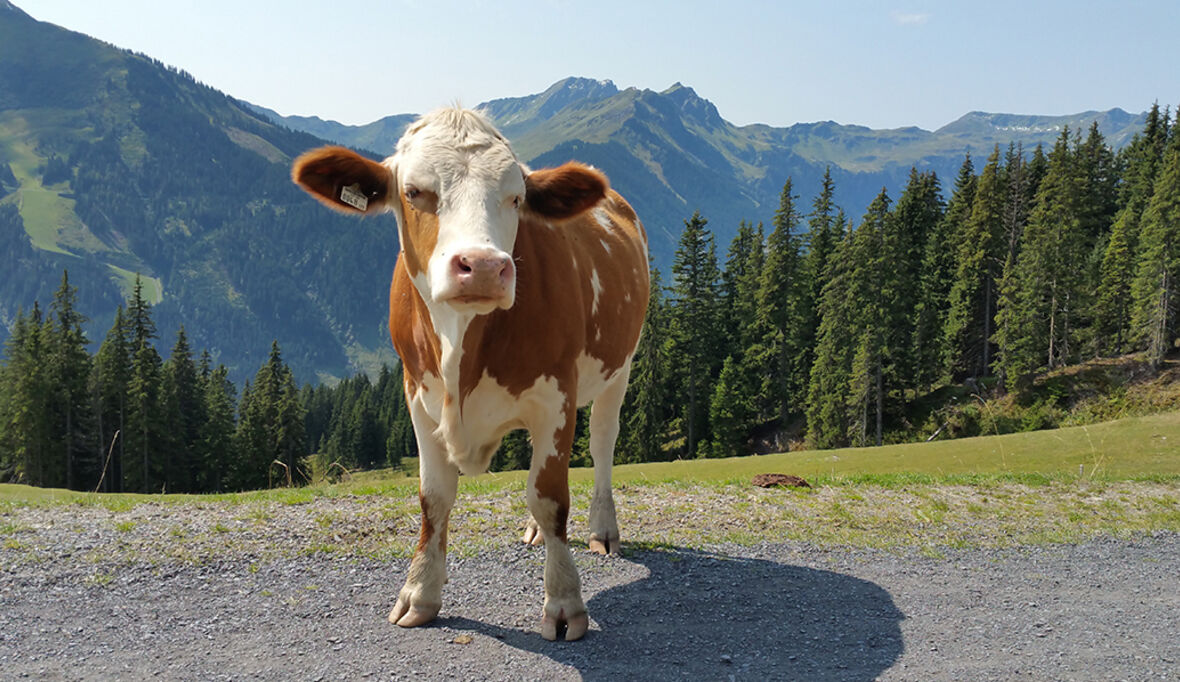 Bio und von der Weide: Milch mit Umweltvorteil