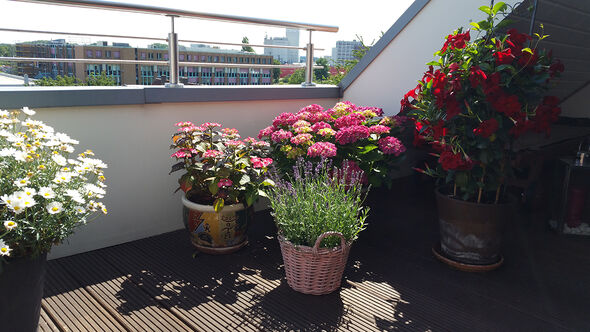 Balkon mit Blumen