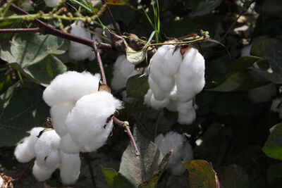 Eine durstige Pflanze: Baumwolle benötigt viel Wasser, genmanipuliertes Saatgut sogar noch mehr. 