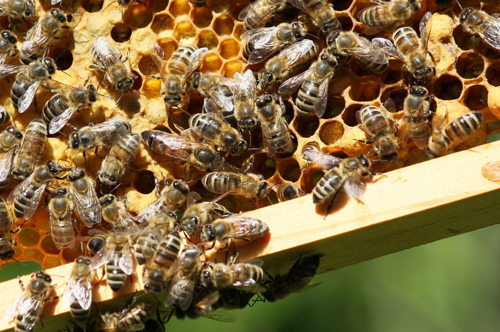 Honigbienen in einem Bienenstock