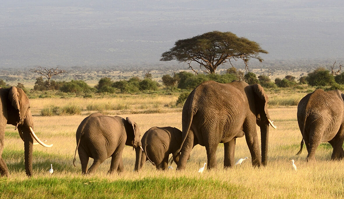 Verantwortungsvoller Tierschutz in Asien und Afrika