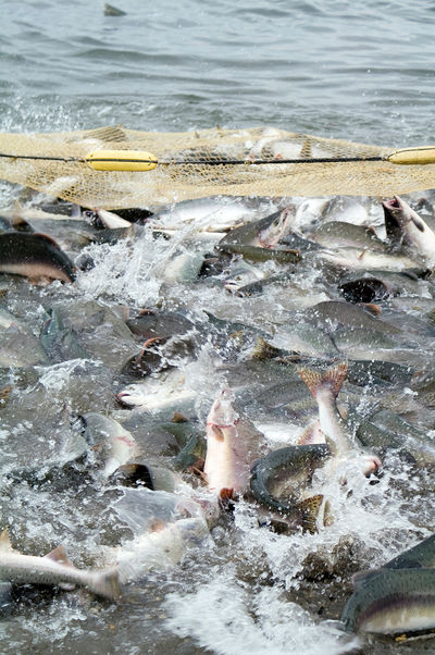 Fische zappeln in einem Netz