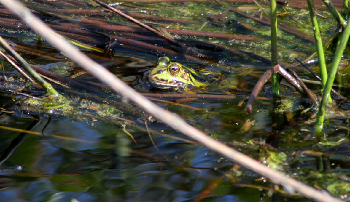 Wie Hobbygärtner zum Moorschutz beitragen