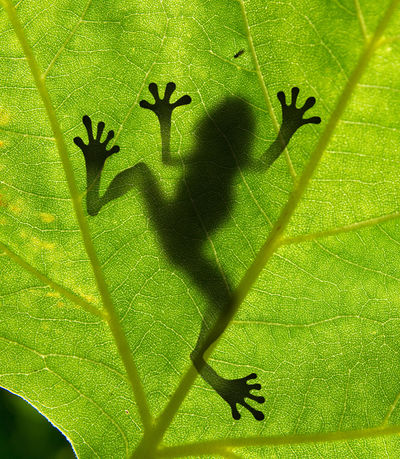 Ein Frosch sitzt auf einem grünen Blatt.