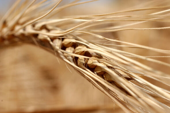 Eine trockene Weizenähre in einem Kornfeld