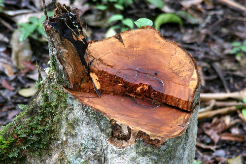 Abgeholzter Baumstamm im Regenwald