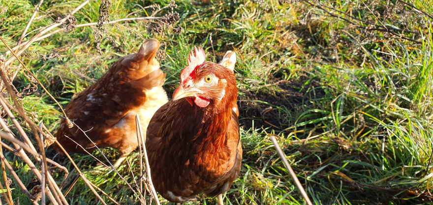 Hühner auf einer Wiese in Freilandhaltung