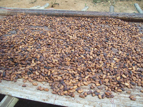 Kaffeebohnen geröstet.