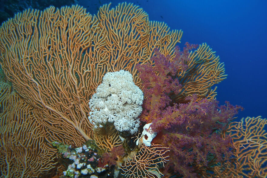 Koralle_Gorgonie_Meer_Unterwasser_Ozean