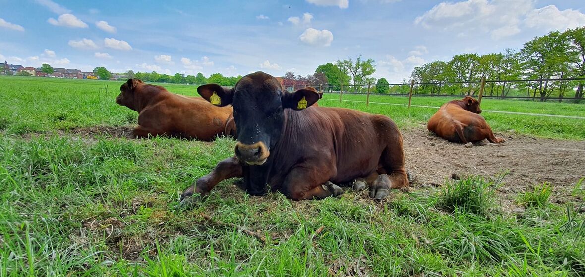 Kühe liegen auf der Weide