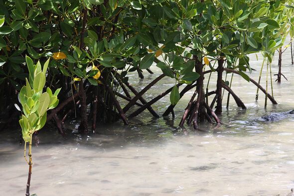Mangroven Mauritius