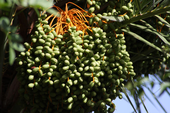 Palme mit grünen Früchten aus denen Palmöl gewonnen wird