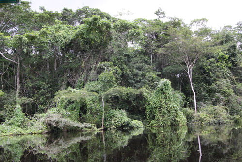 Der Regenwald spiegelt sich im Amazonas.
