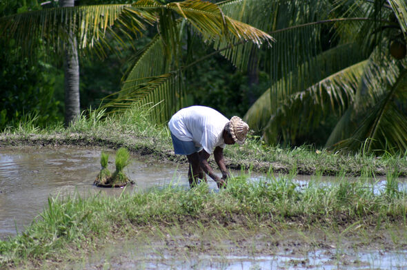 Ein Bauer auf einem Reisfeld in Bali