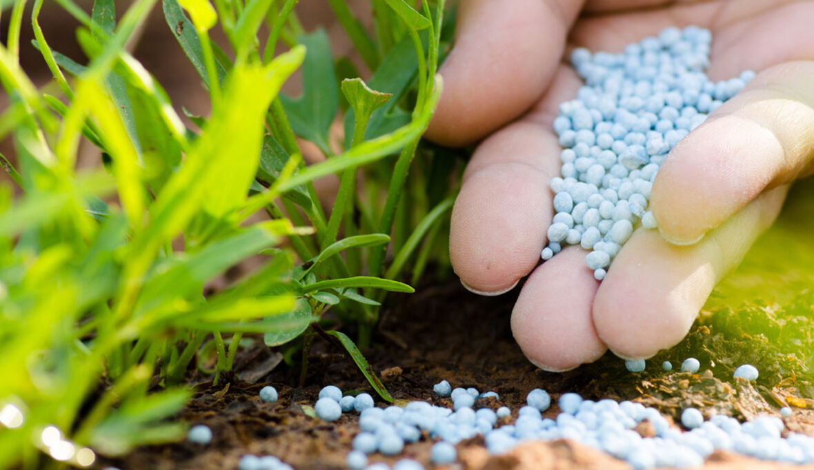 Wenn Dünger knapp wird, droht der nächste Hunger