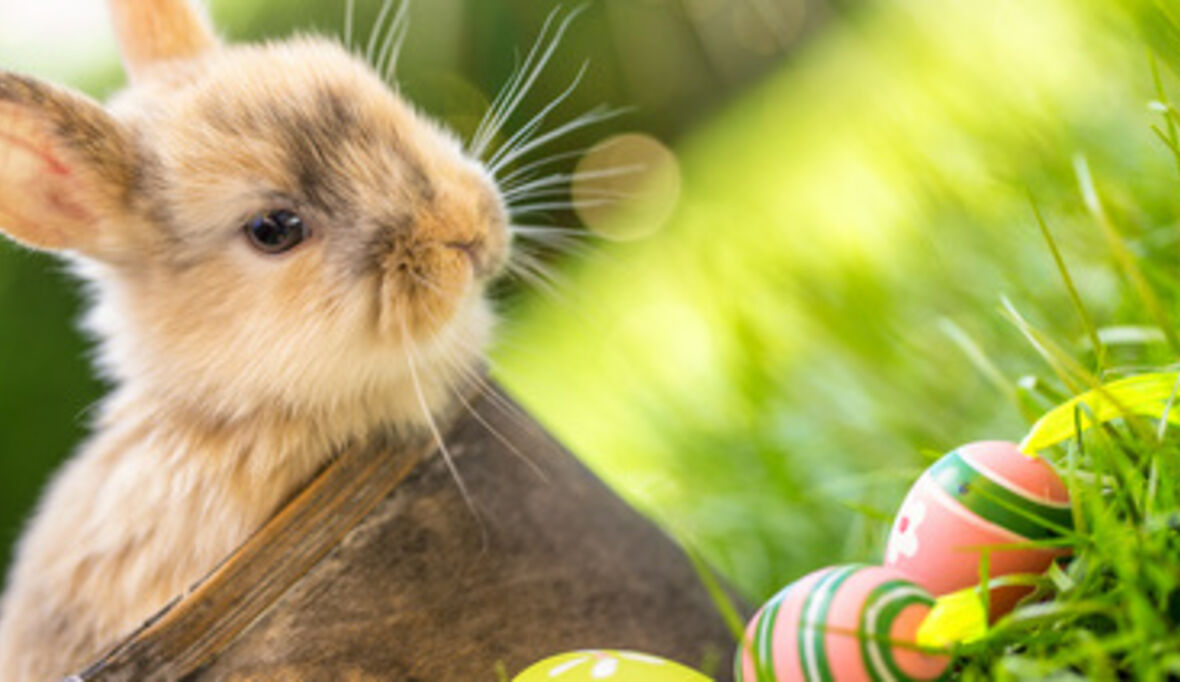 Ostern zu Hause? Nachhaltig und fair!