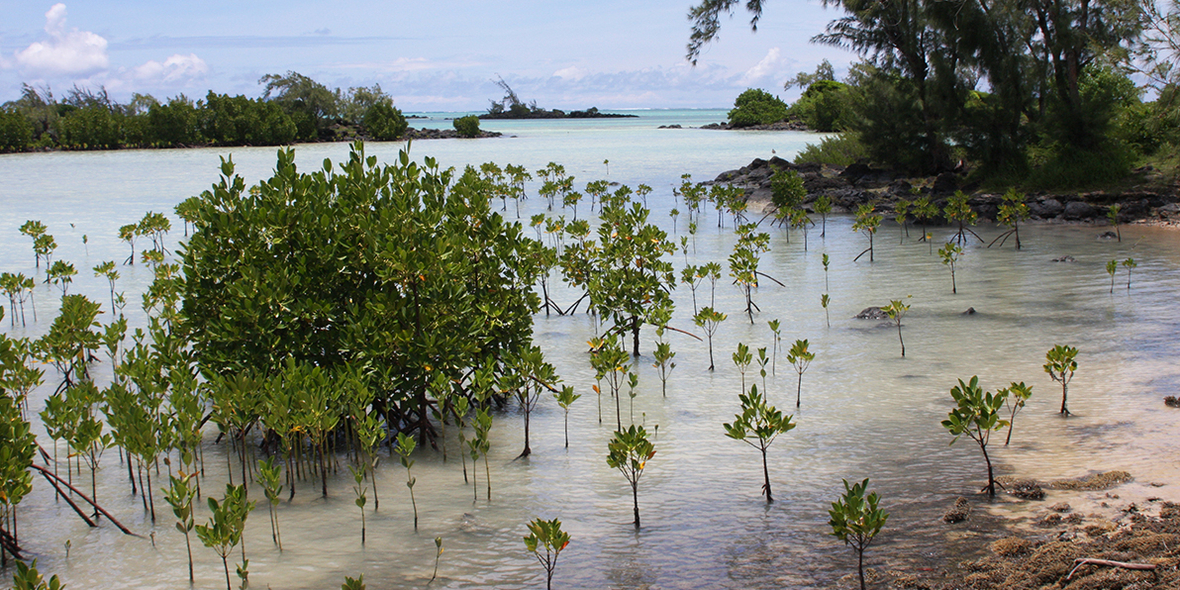 Wie sinnvoll sind Massenanpflanzungen von Mangroven?