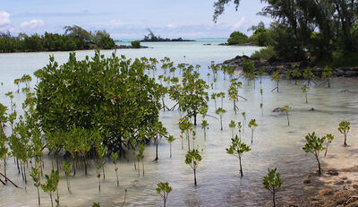 Wie sinnvoll sind Massenanpflanzungen von Mangroven?