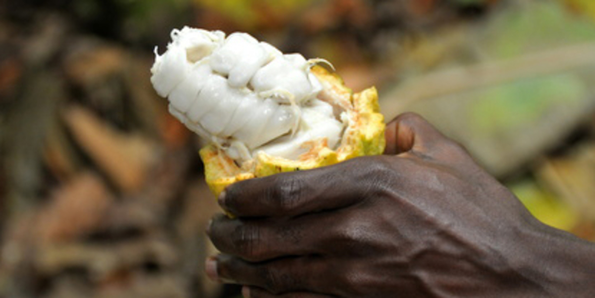 Menschenrechtsschutz im Kakaoanbau