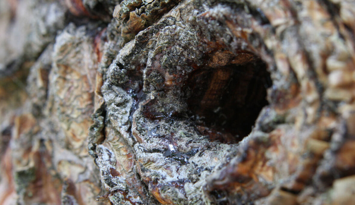 Kaskadennutzung und BECCS: Holz als Schlüssel zur Klimaneutralität