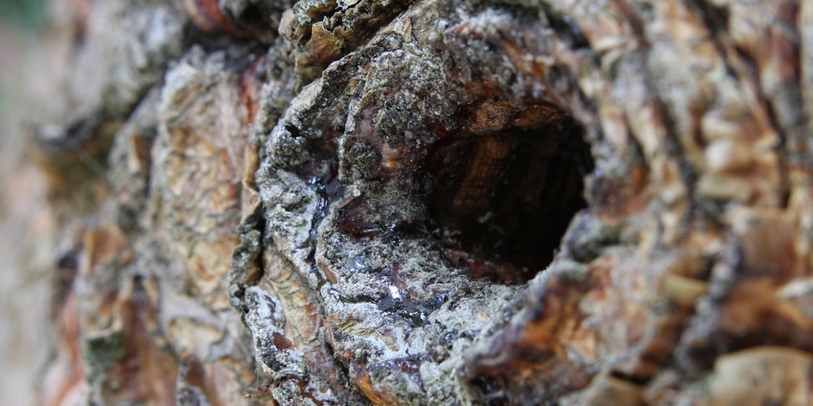 Kaskadennutzung und BECCS: Holz als Schlüssel zur Klimaneutralität