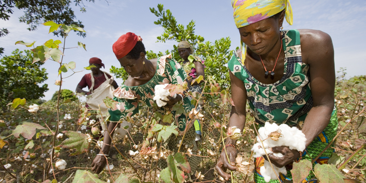 Cotton made in Africa verbessert Leben afrikanischer Kleinbauern