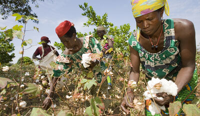Cotton made in Africa verbessert Leben afrikanischer Kleinbauern