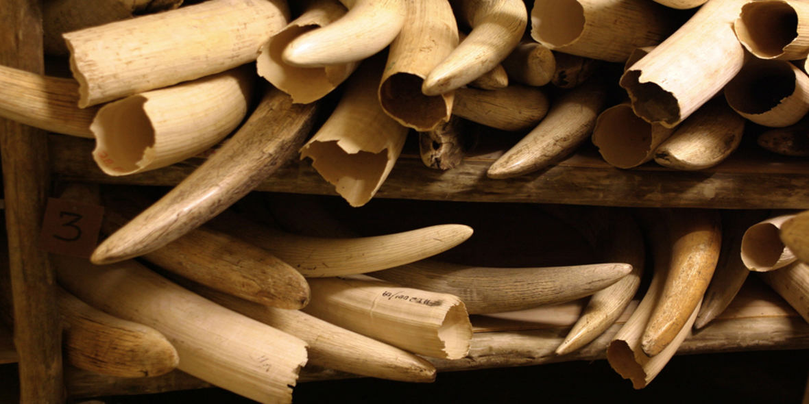 Social Media ist Nährboden für Elfenbeinhandel