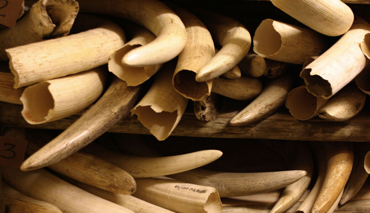 UN-Bericht: Wildhüter wildern selbst