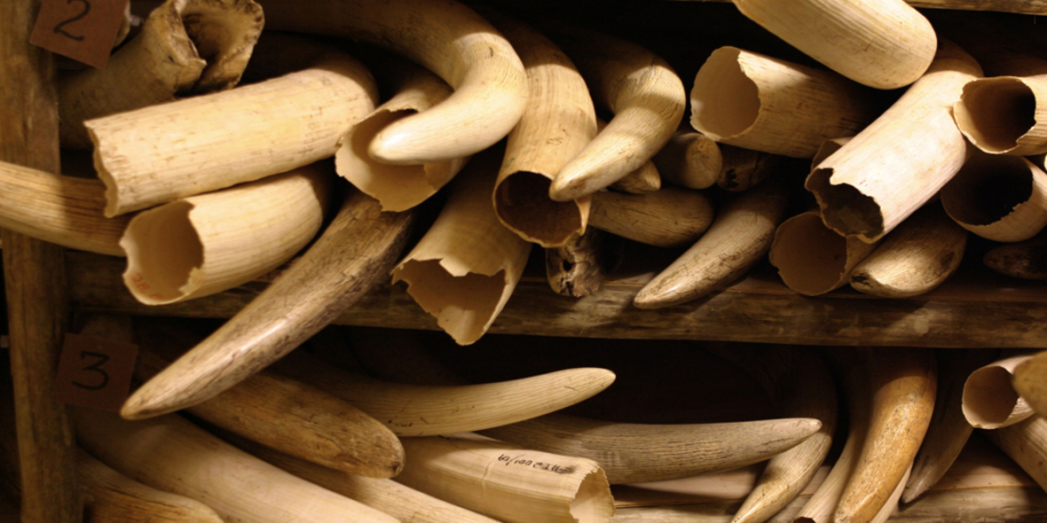 UN-Bericht: Wildhüter wildern selbst